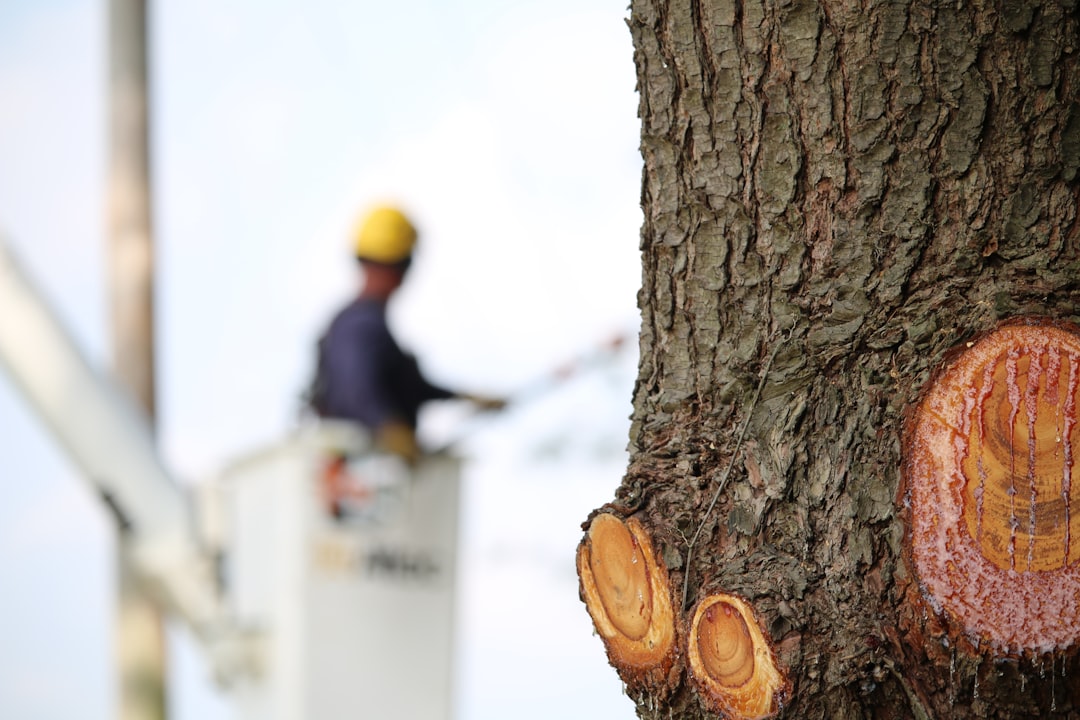 Certified arborist inspecting a tree in Longview, TX